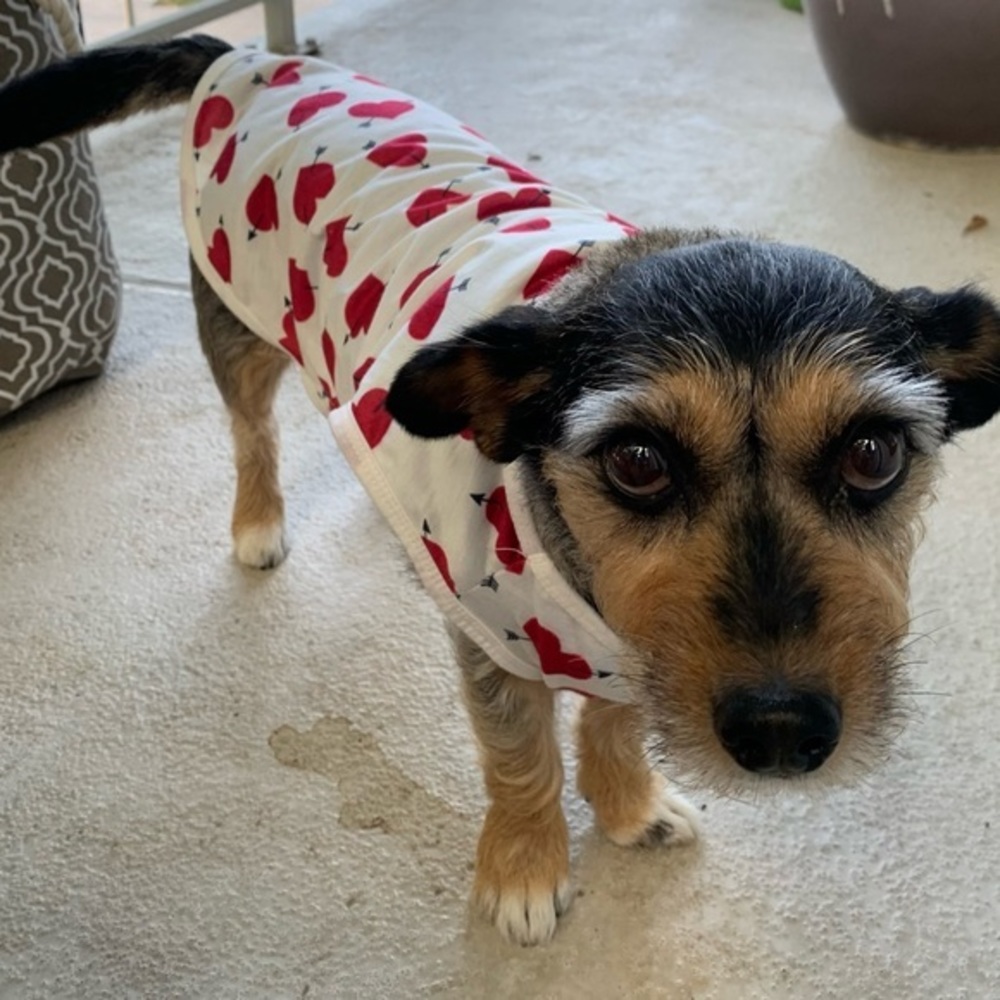 Valentines Day Outfit for your Romeo ot Juliet puppy dog. ‎ Size Small -medium.